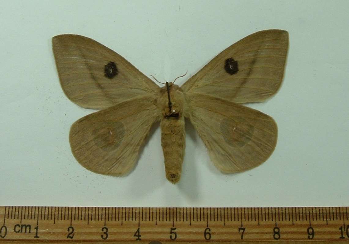 Female - Ventral View<br>(Origin of the Specimen: San Martin, Peru, April)