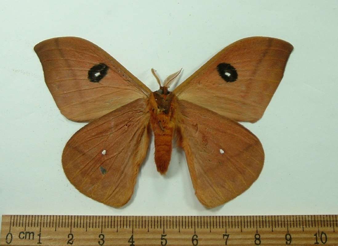Male - Ventral View<br>(Origin of the Specimen: Panama)