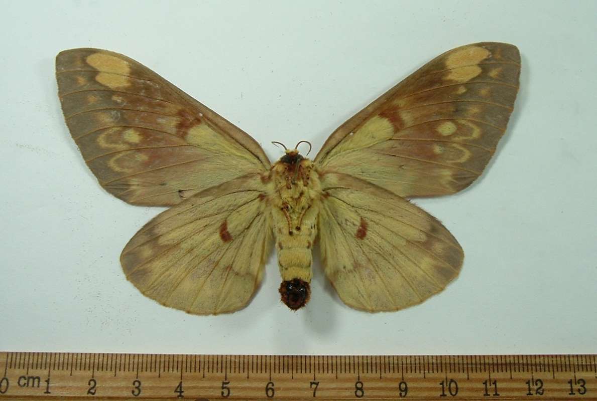 Female - Ventral View<br>(Origin of the Specimen: French Guyana, January)