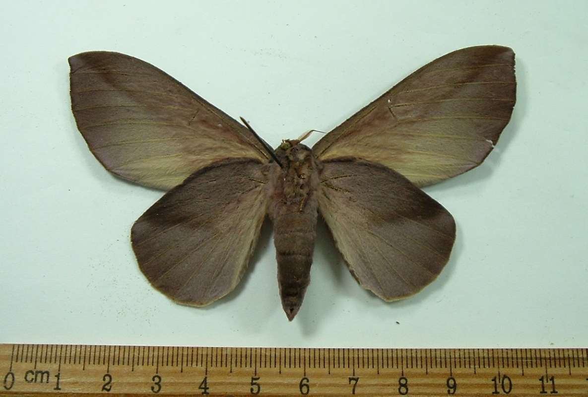 Female - Ventral View<br>(Origin of the Specimen: French Guyana, January, 2012)