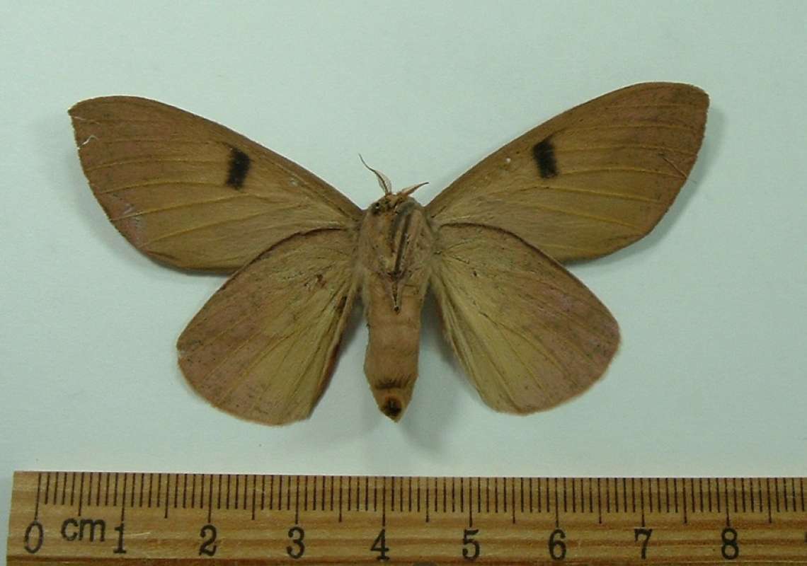 Female - Ventral View<br>(Origin of the Specimen: French Guayana, Jan. 2012)