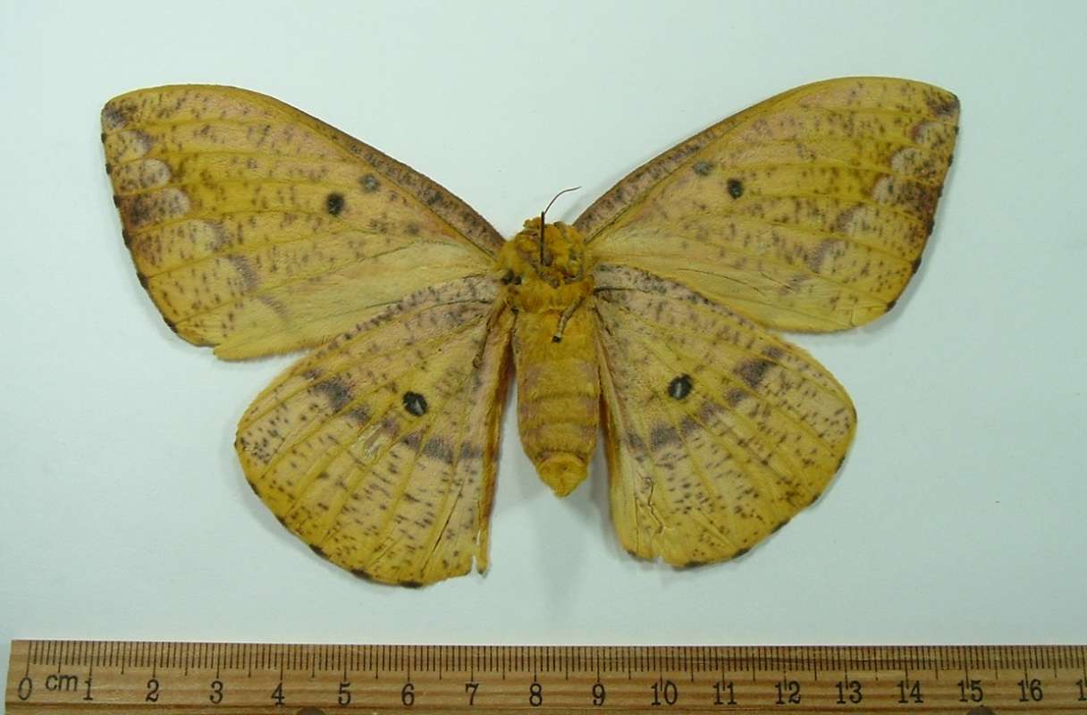 Female - Ventral View<br>(Origin of the Specimen: El Salvador, Sept. 1989)