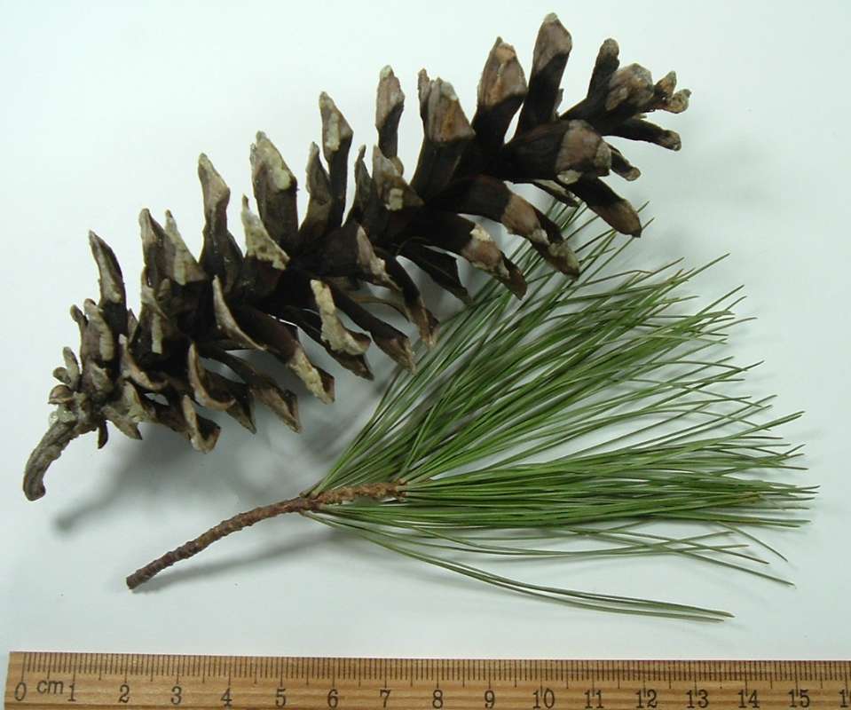 Needles and Cone<br>(Origin of the Specimen: Boger Park, McHenry Co, Illlinois)