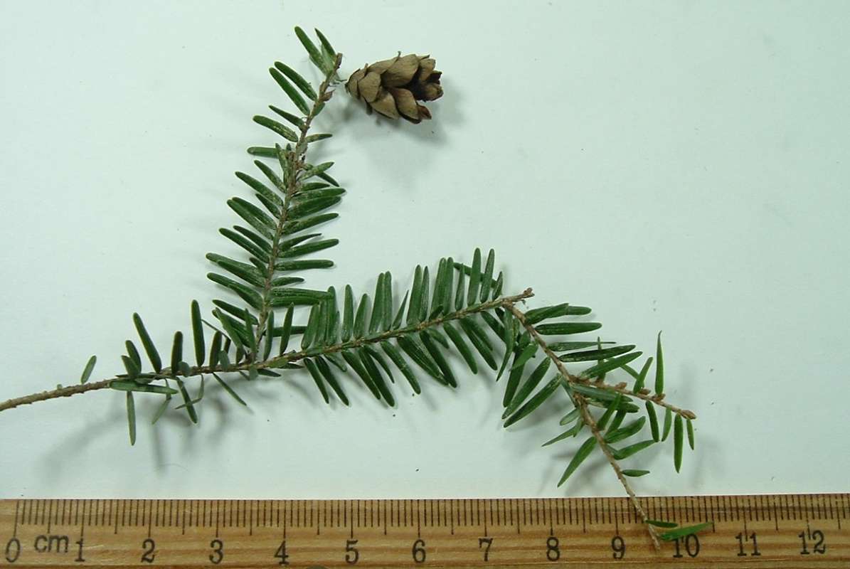 Twig and Needles - Closer<br>(Origin of the Specimen: Boger Park, Illinois, April 1, 2015)