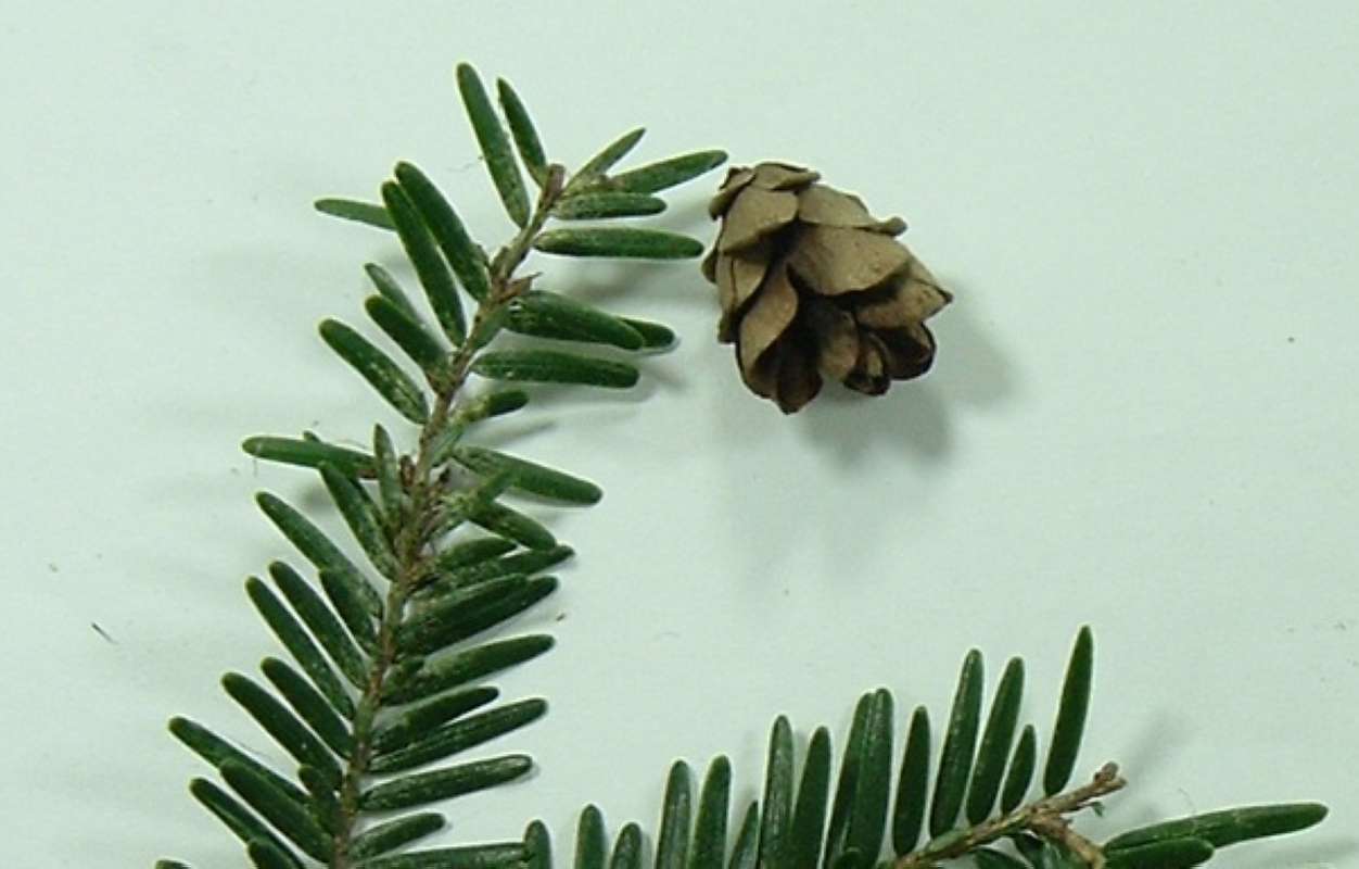 Cone - Close View<br>(Origin of the Specimen: Boger Park, Illinois, April 1, 2015)