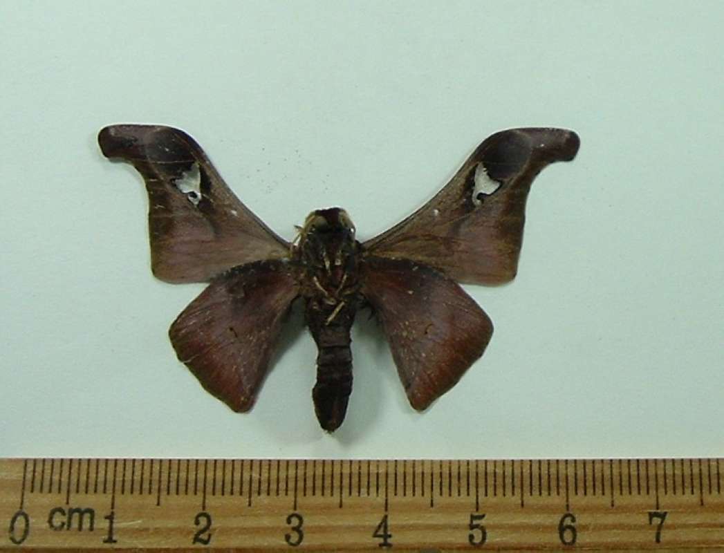 Male - Ventral View<br>(Origin of the Specimen: Transvaal, S Africa, Feb. 2001)