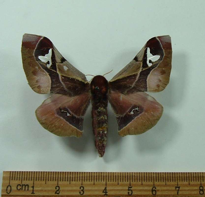 Female - Dorsal View<br>(Origin of the Specimen: Transvaal, S Africa, Feb. 2001)