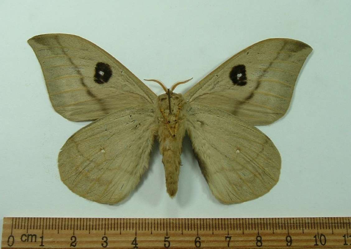 Male - Ventral View<br>(Origin of the Specimen: Uruguay, March 1967)