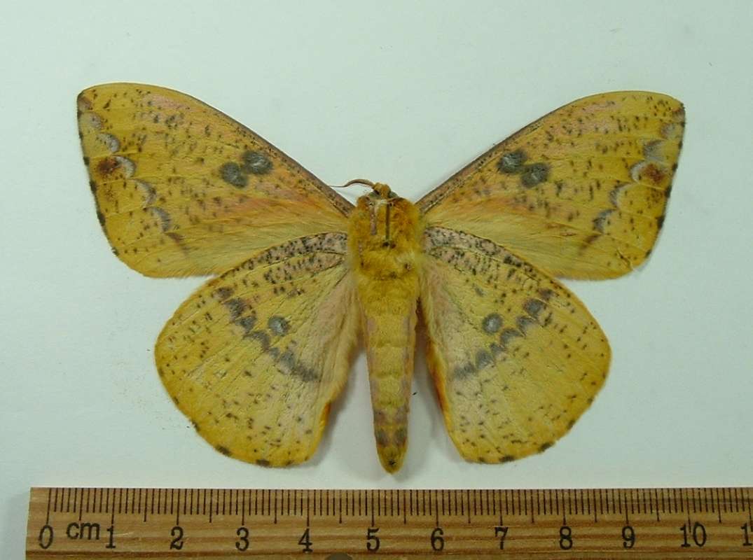 Male - Ventral View<br>(Origin of the Specimen: Bolivia, August 2009)