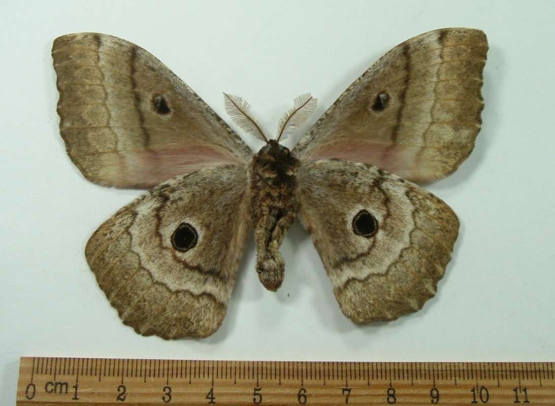 Male - Ventral View<br>(Origin of the Specimen: Near Malindi, Kenya, Bred Cot 2009)