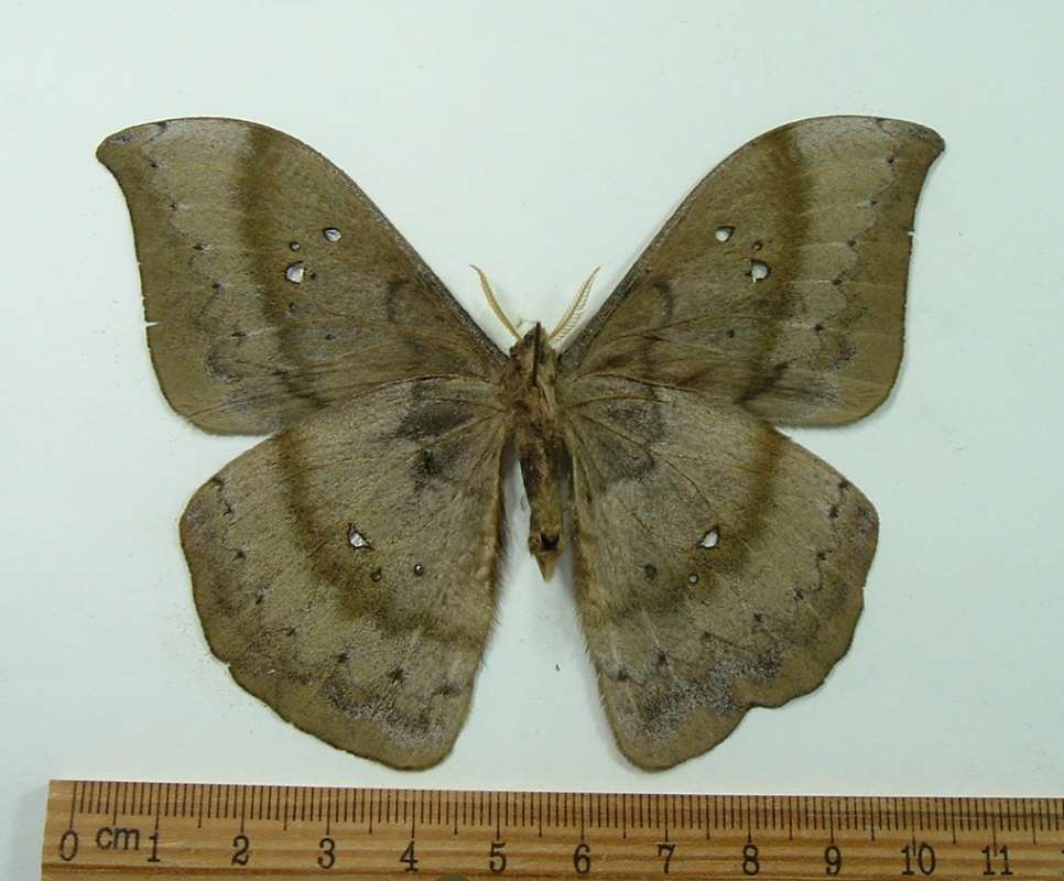 Male - Ventral View<br>(Origin of the Specimen: Lemon, Costa Rica)