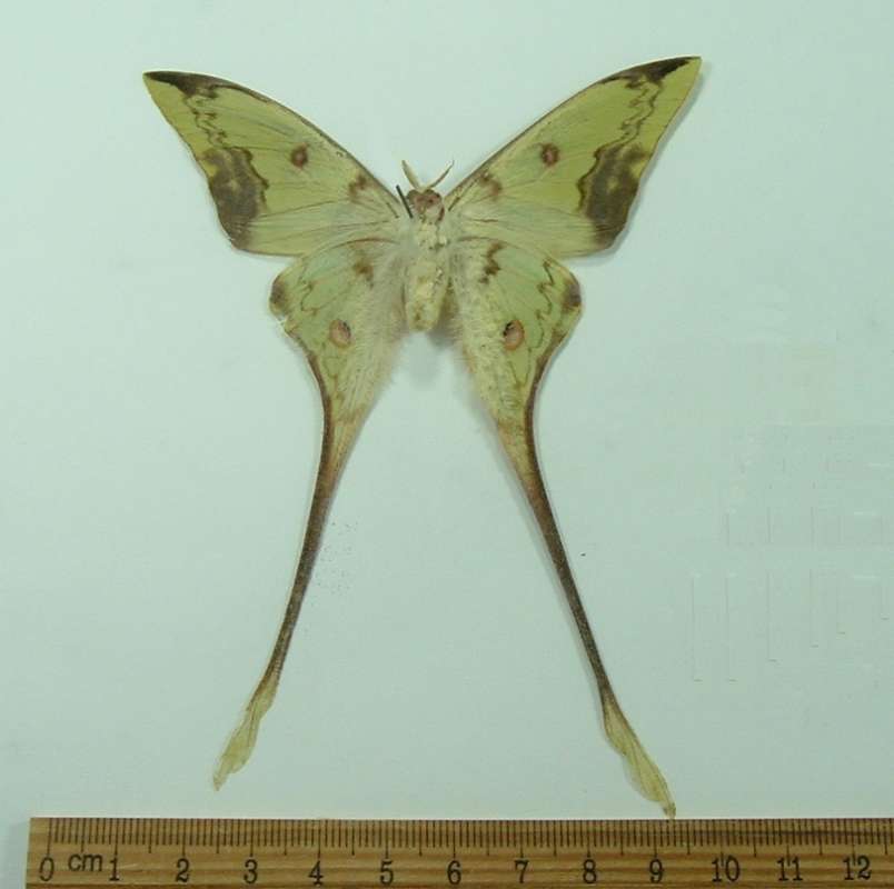 Male - Ventral View<br>(Origin of the Specimen: Panay, Philippines, Aug 1998)