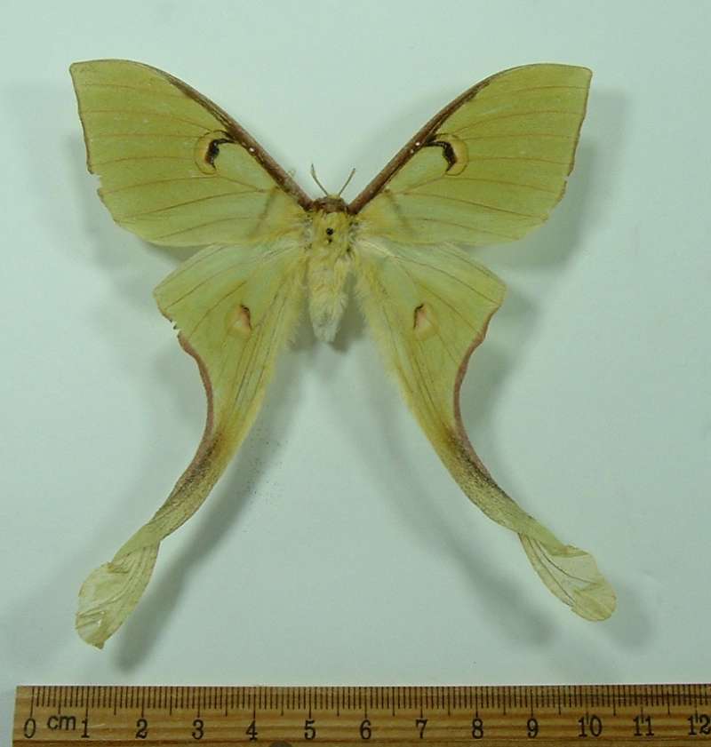Female -Dorsal View<br>(Origin of the Specimen: Panay, Philippines, Aug 1998)