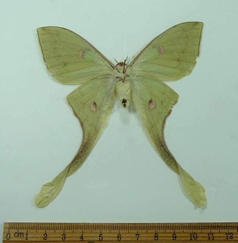 Female - Ventral View<br>(Origin of the Specimen: Panay, Philippines, Aug 1998)