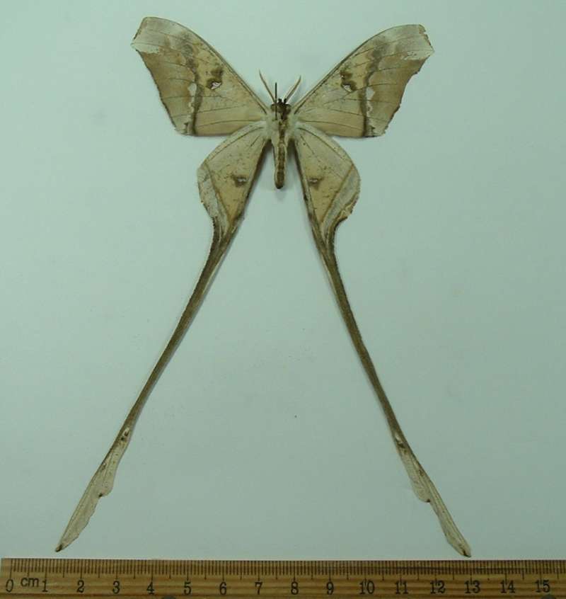 Male - Ventral View<br>(Origin of the Specimen: French Guyana, Dec. 2010)