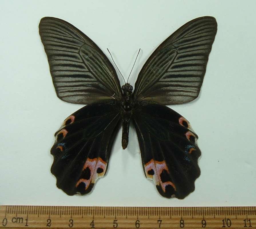 Male - Ventral View<br>(Origin of the Specimen: Pu Ninh Prov. Vietnam,  May 12, '92)