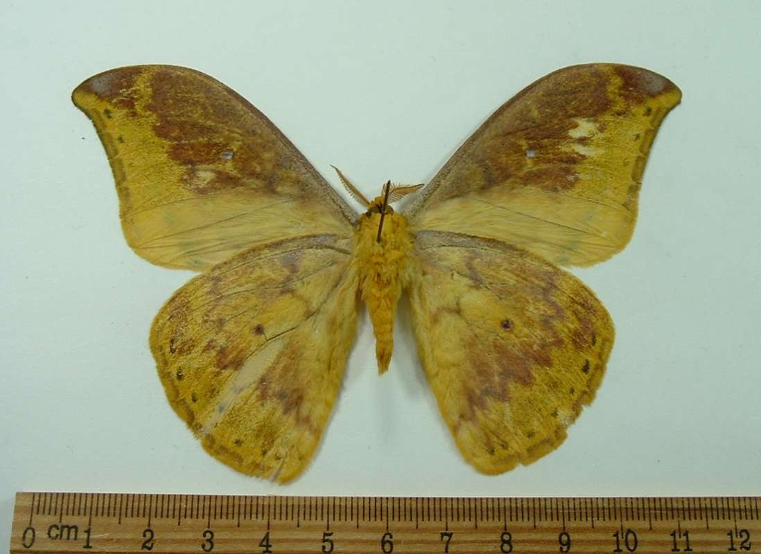 Male - Ventral View<br>(Origin of the Specimen: Papua, 1998)