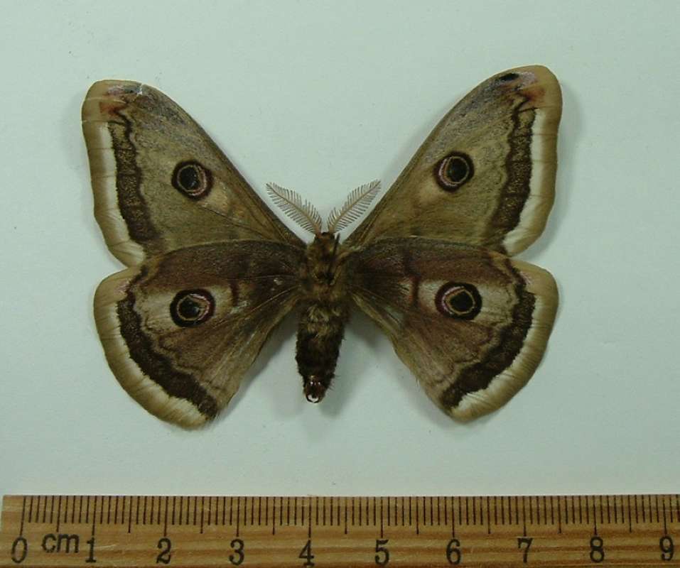Male - Ventral View<br>(Origin of the Specimen: Bred - France, Sept 2009)