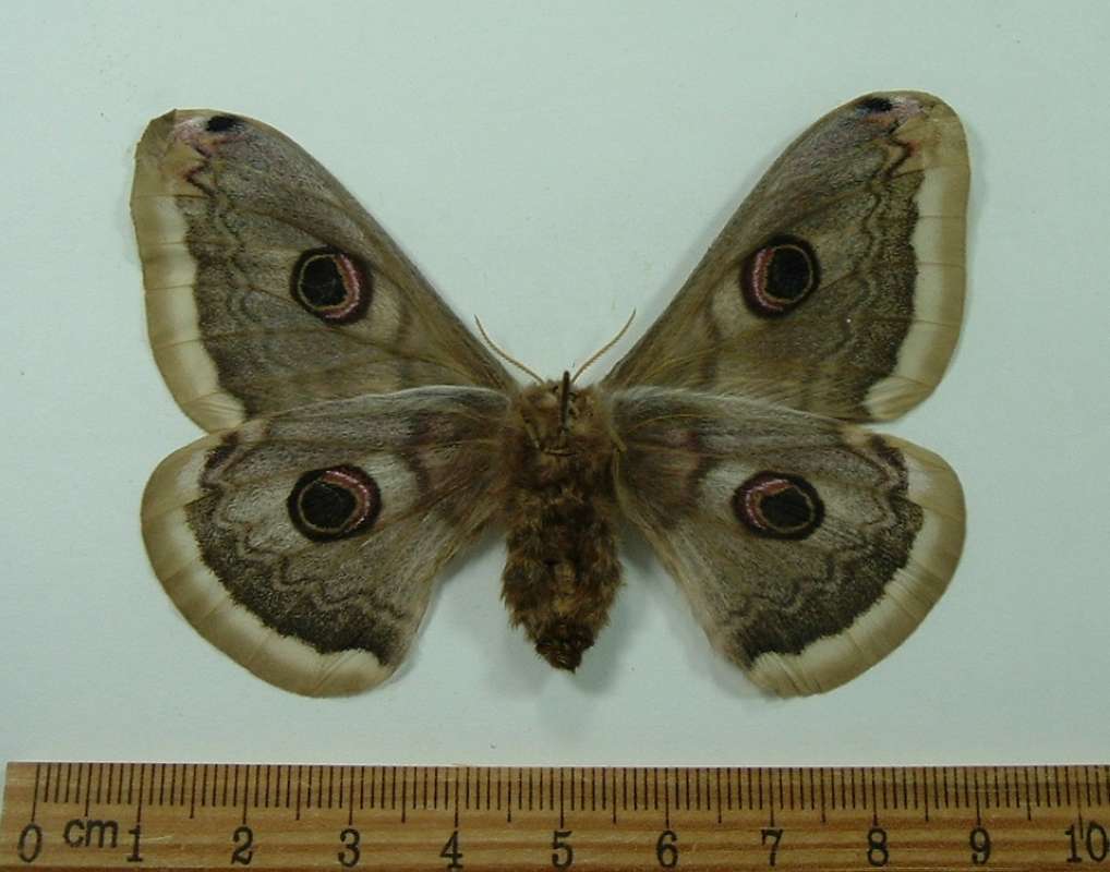 Female - Ventral View<br>(Origin of the Specimen: Bred - France, Sept 2009)