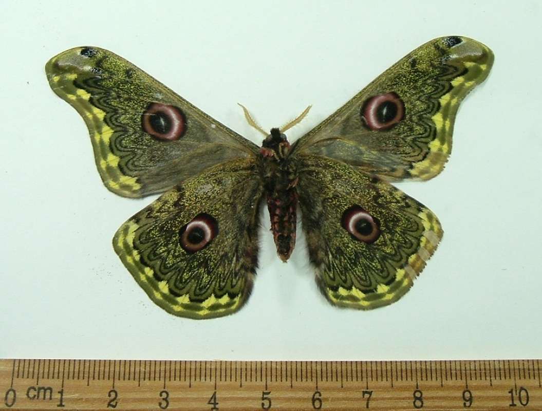 Male - Ventral View<br>(Origin of the Specimen: Vietnam, August 2002)