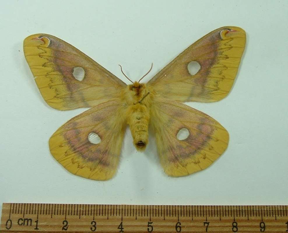 Female - Ventral View<br>(Origin of the Specimen: East Russia, May 2011)