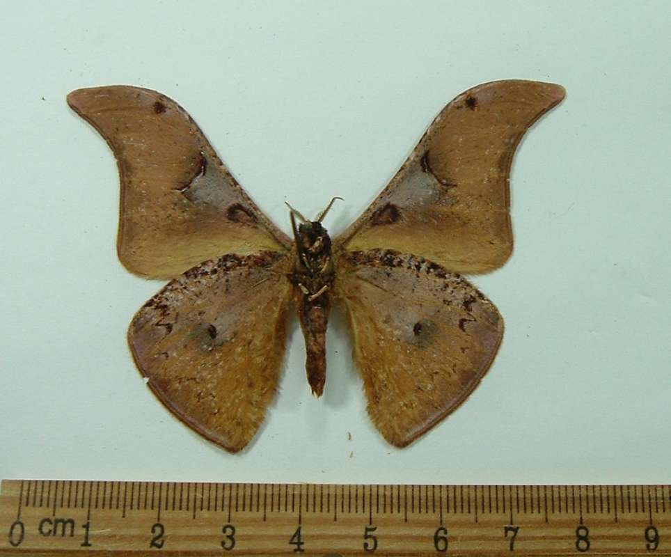 Male - Ventral View<br>(Origin of the Specimen: Tanzania, May 1993)