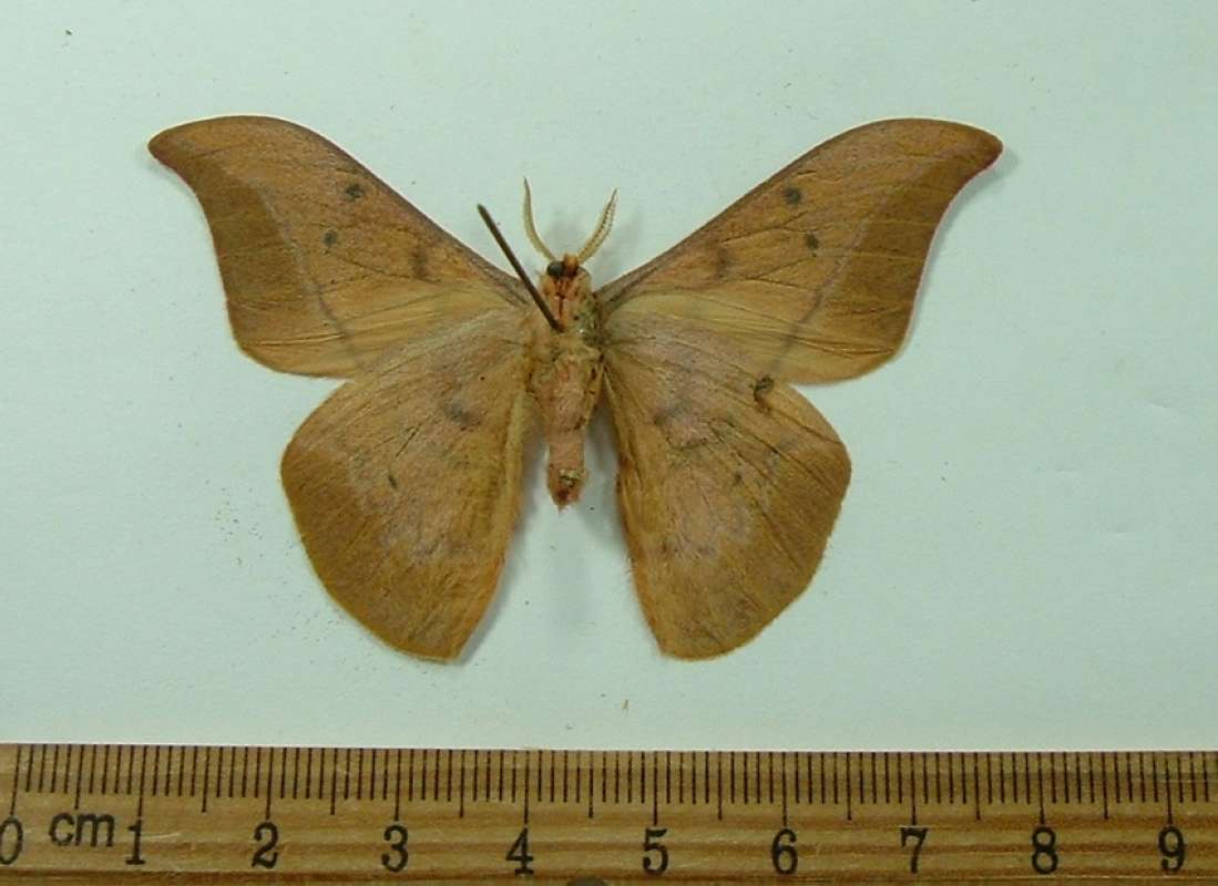 Male - Ventral<br>(Origin of the Specimen: Borneo, December 2002)