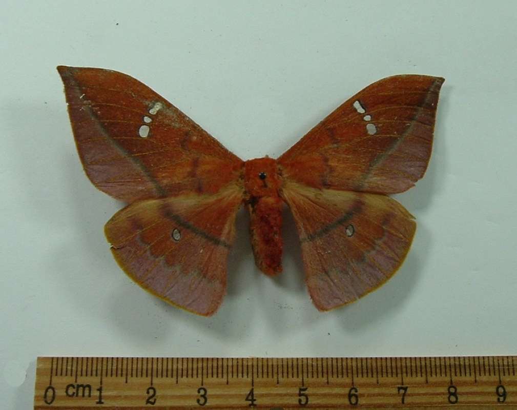 Female -Dorsal<br>(Origin of the Specimen: Borneo, December 2002)