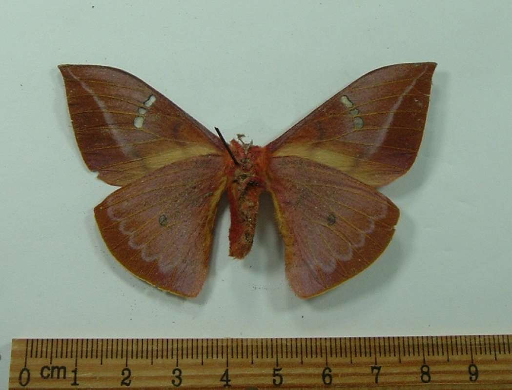 Female - Ventral<br>(Origin of the Specimen: Borneo, December 2002)