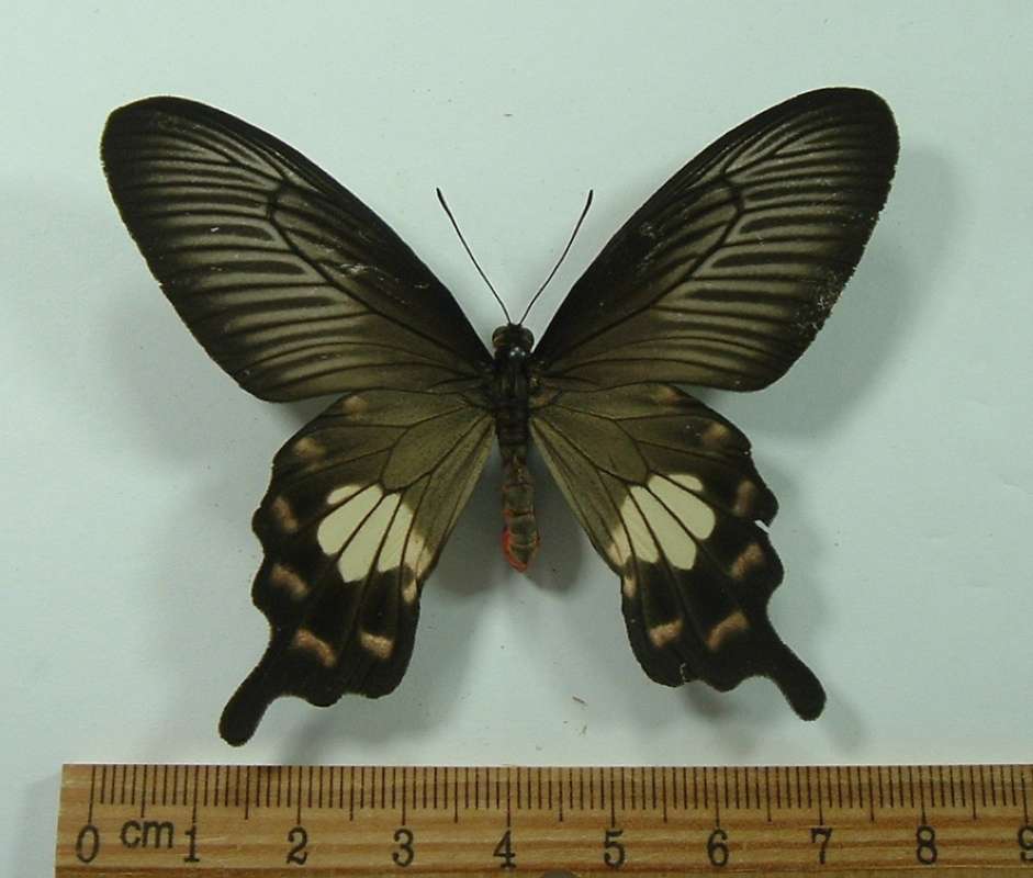 Female - Dorsal<br>(Origin of the Specimen: Vietnam, Lam Dong, April 2012)