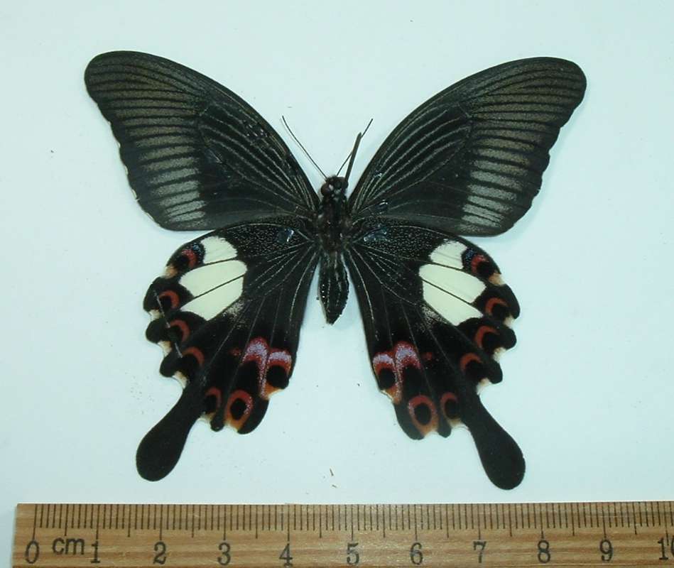Female - Ventral View<br>(Origin of the Specimen: Timor, April 1995)
