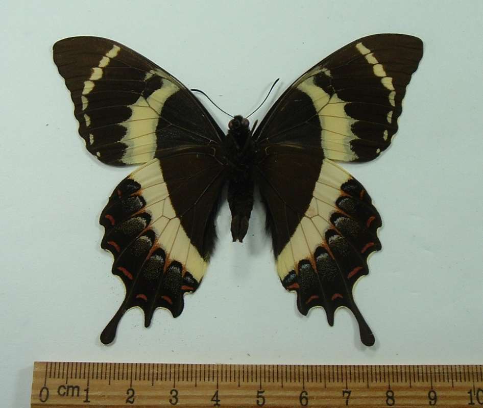 Male - Ventral View<br>(Origin of the Specimen: Horsetail Falls, Northern Mexico)