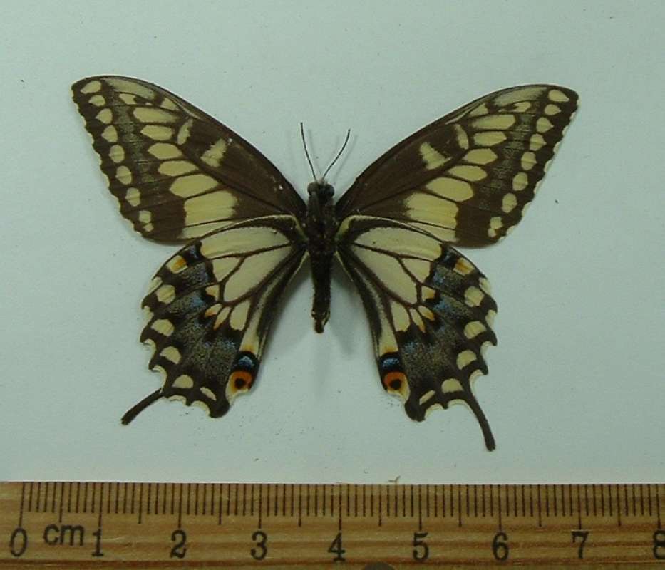 Male - Ventral<br>(Origin of the Specimen: Clark Mnt, Mojave, Cal, June 1977)