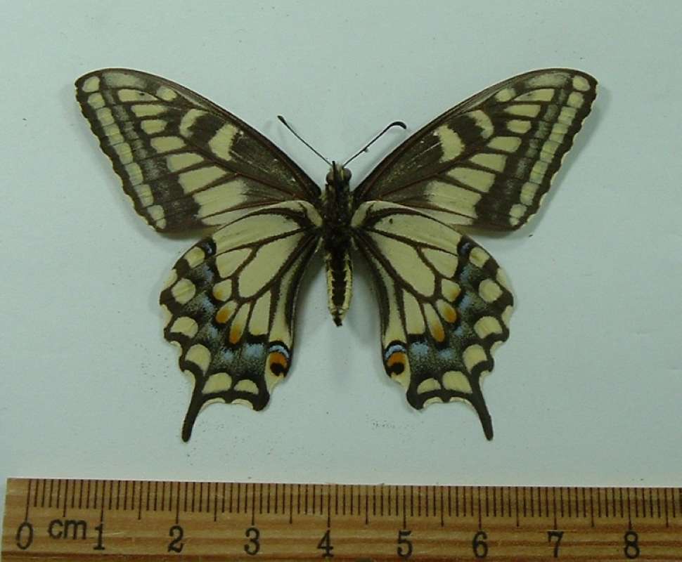 Female - Ventral<br>(Origin of the Specimen: Clark Mountain, Cal. June 1977)