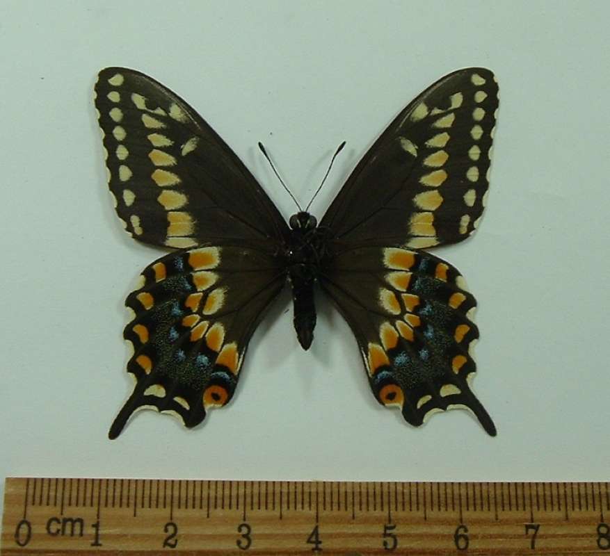 Male - Ventral View<br>(Origin of the Specimen: Andros, March Capture)