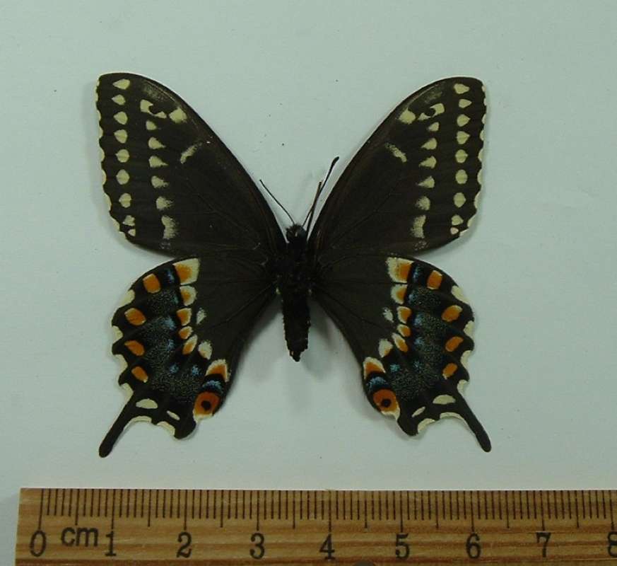 Female - Ventral View<br>(Origin of the Specimen: Andros, March Capture)
