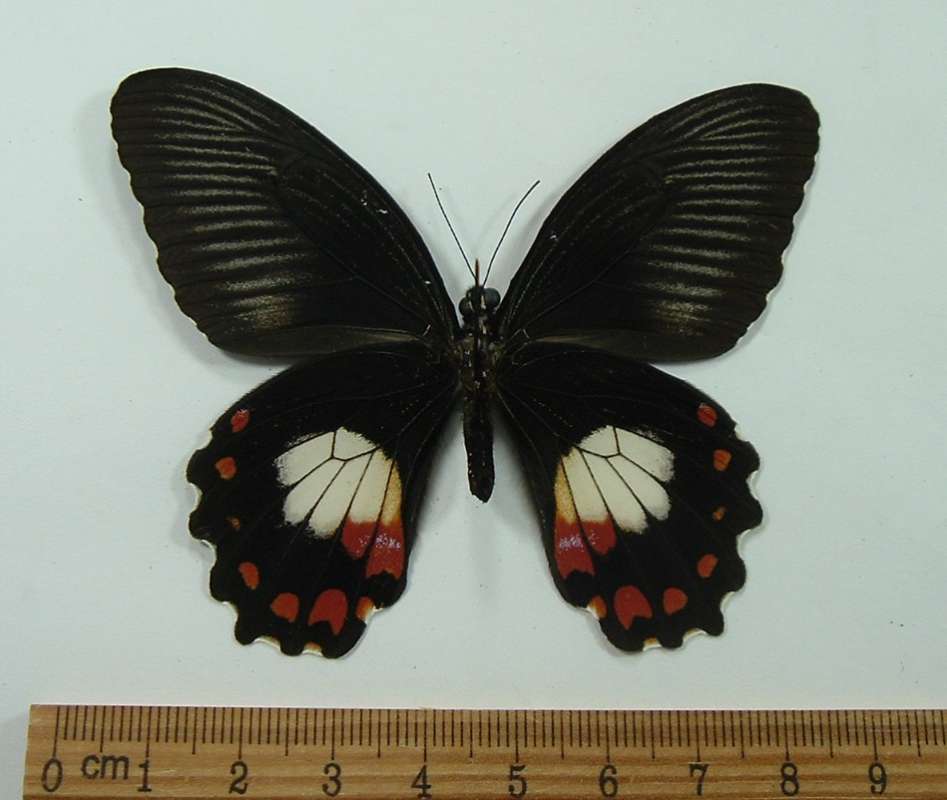 Ventral  - Dorsal form Manzer<br>(Origin of the Specimen: Bacan, Indonesia, June 1998)