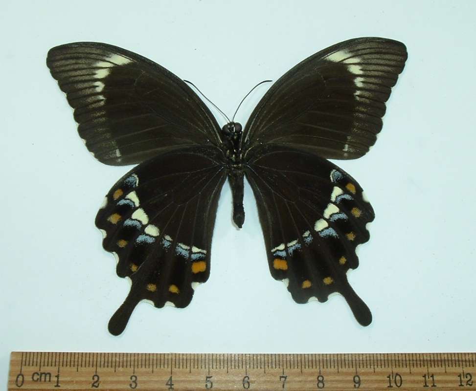 Male - Ventral View<br>(Origin of the Specimen: Malaita Isle, Jan 1992)