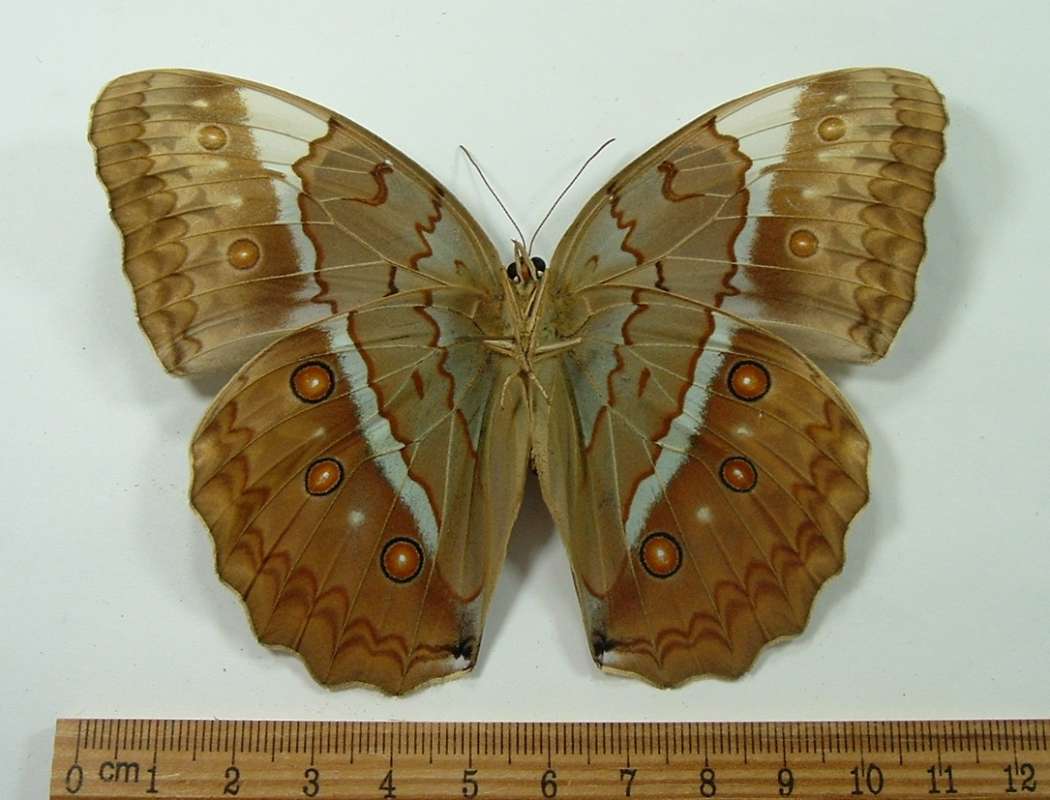Male - Vetnral View<br>(Origin of the Specimen: North Central Vietnam - Spring)