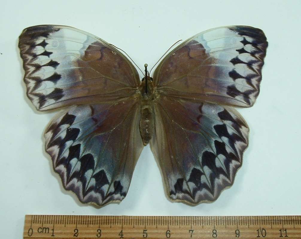 Female - Dorsal View<br>(Origin of the Specimen: North Central Vietnam - Spring)
