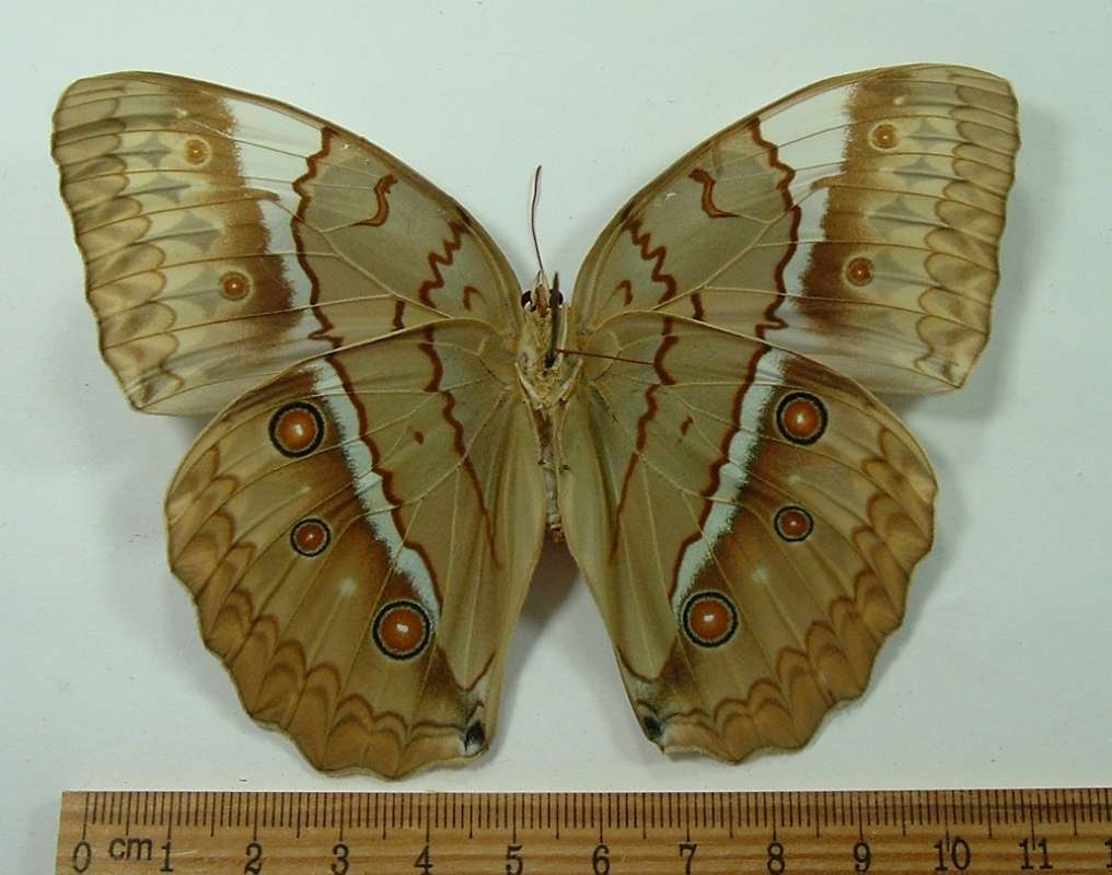 Female - Ventral View<br>(Origin of the Specimen: North Central Vietnam - Spring)
