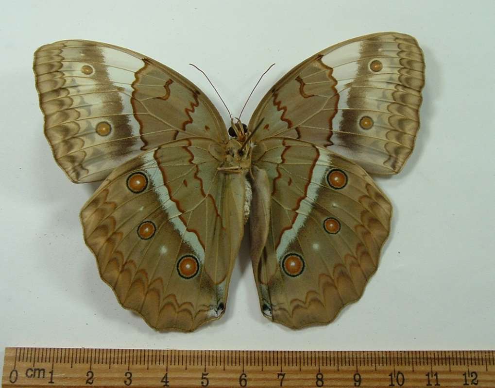 Male - Ventral<br>(Origin of the Specimen: North Central Vietnam - Spring)