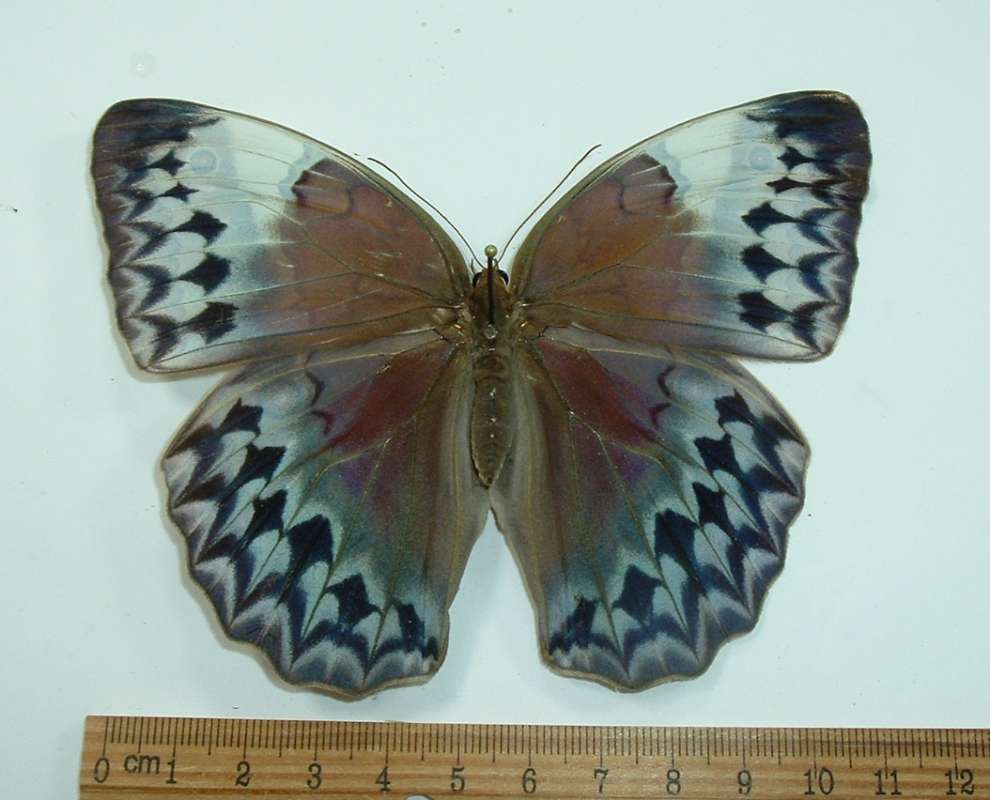 Female - Dorsal<br>(Origin of the Specimen: North Central Vietnam - Spring)
