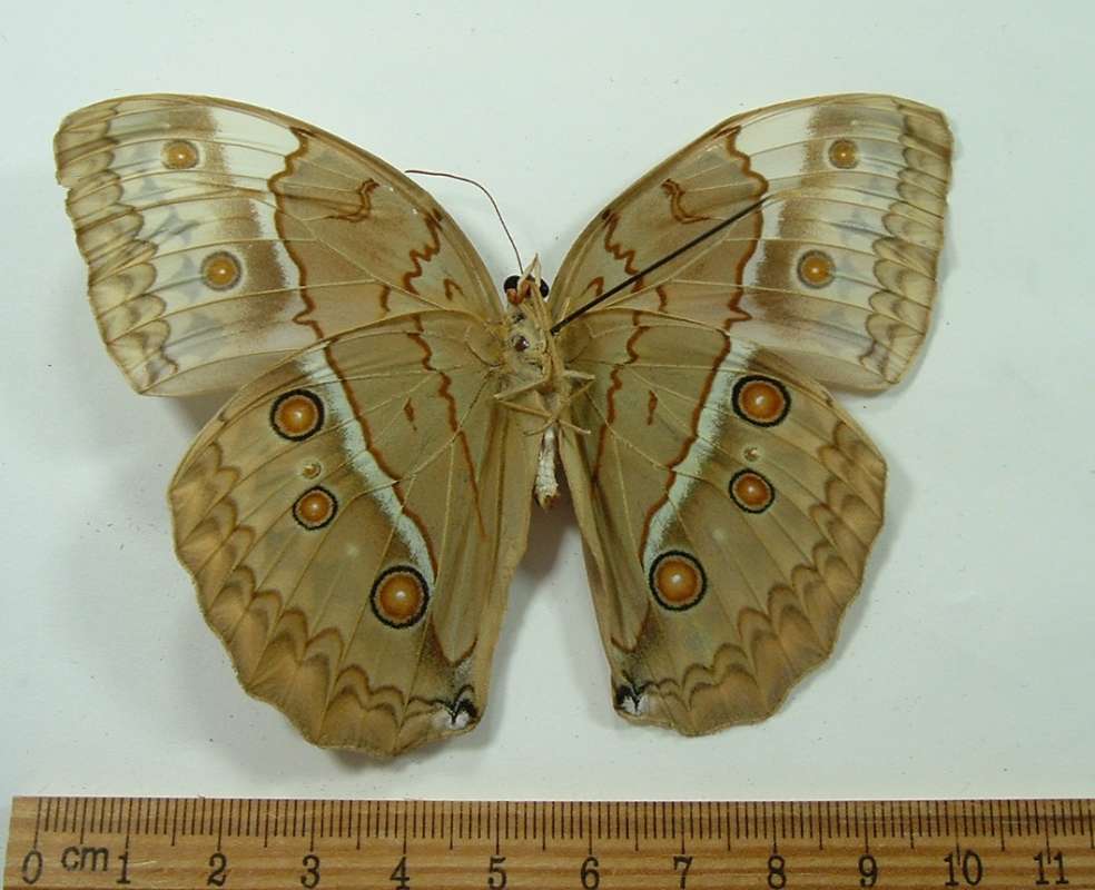 Male - Ventral View<br>(Origin of the Specimen: North Central Vietnam - Spring)