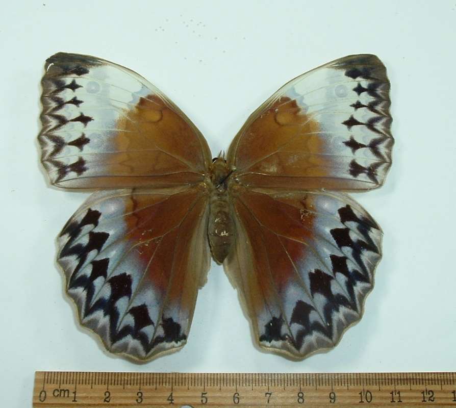 Female - Dorsal View<br>(Origin of the Specimen: North Central Vietnam - Spring)