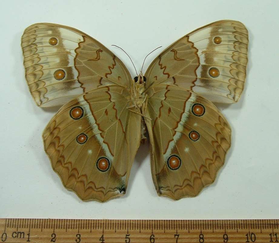 Male - Ventral<br>(Origin of the Specimen: North Central Vietnam - Spring)