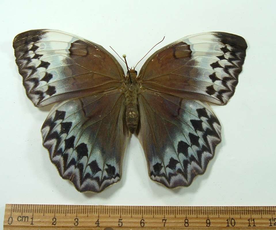 Female - Dorsal<br>(Origin of the Specimen: North Central Vietnam - Spring)