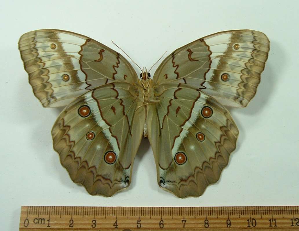 Female - Ventral<br>(Origin of the Specimen: North Central Vietnam - Spring)
