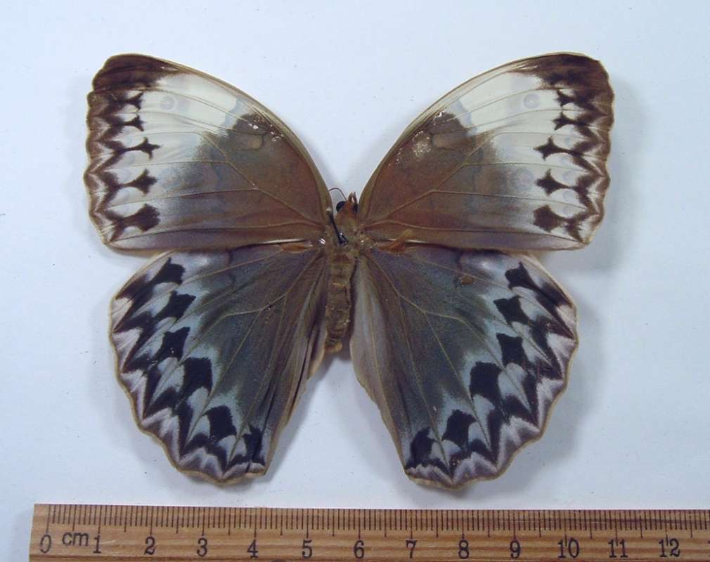 Female - Dorsal View<br>(Origin of the Specimen: North Central Vietnam - Spring)