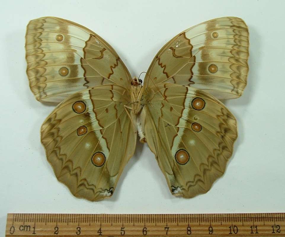 Female - Ventral View<br>(Origin of the Specimen: North Central Vietnam - Spring)